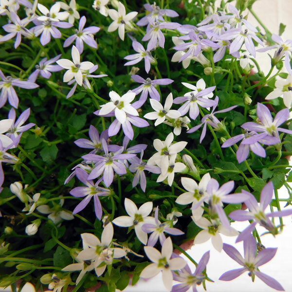 草花の苗/2品種ミックス植え：イソトマ（ローレンティア）＆プラティア2.5号ポットのサムネイル