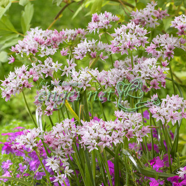 植えっぱなしokの秋植え球根 簡単で手間いらずなオススメ9選 Garden Press