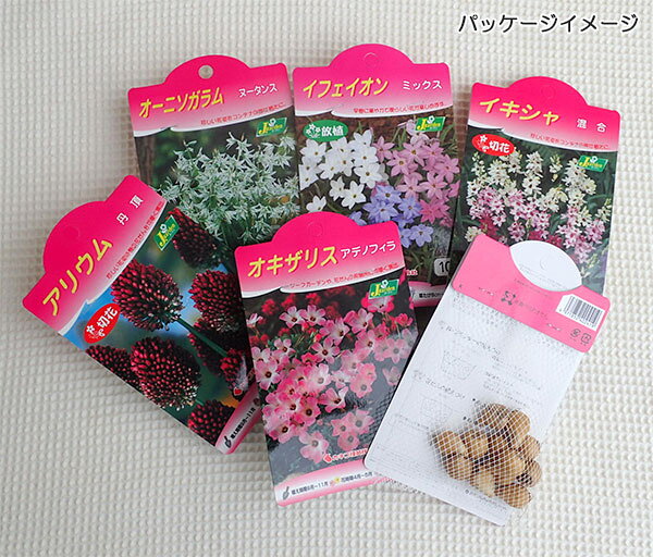 園芸ネット予約店の球根/[26年9月中下旬予約]オーニソガラム：ヌータンス8球入り｜アングル2