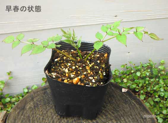 ��ڤ���/[����̵��][26ǯ3���沼��ͽ��]����Υ��ʤ���β��3.5��ݥå� 24�����å�