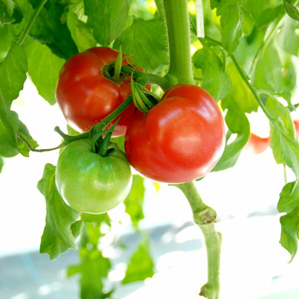 ��ڤ���/[26ǯ4����ͽ��]�ȥޥȡ��ۡ�������Ϻ������3��ݥå� 6�����å�