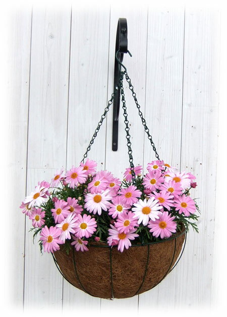 ハンギングバスケットM 4個セット