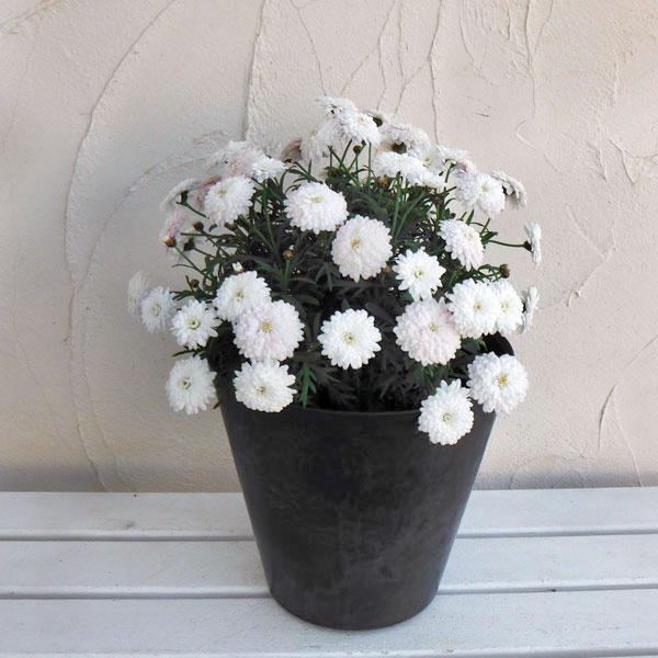 アートストーン ラウンド ブラック 27cm（直径26.5cm）