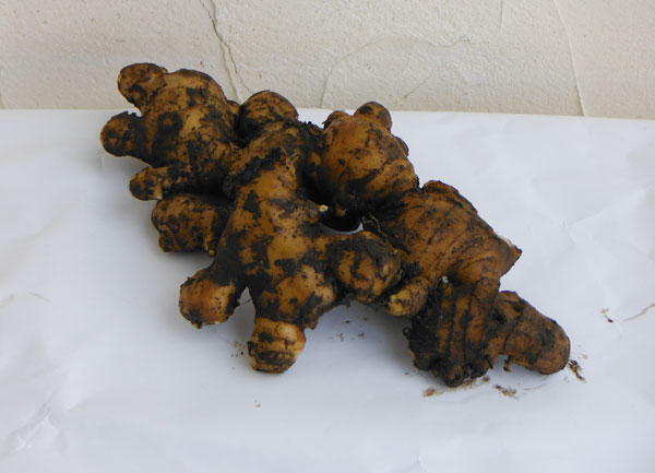 ��ڤ���/[26ǯ4����ͽ��]���祦���ʼ亮�祦���ˡ��ں�ζ�ϥ��祦��800g��