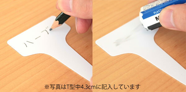 ゴールドラベル T型大5.2cm 50枚入り（白）