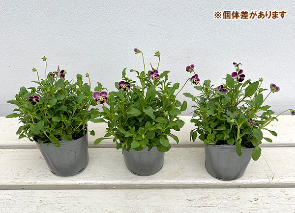草花の苗/[26年11月中下旬予約]見元園芸さんのビオラ：つぶらなタヌキ あずき3-3.5号ポット engei3r-10025022 園芸ネット予約店 サンプル画像2