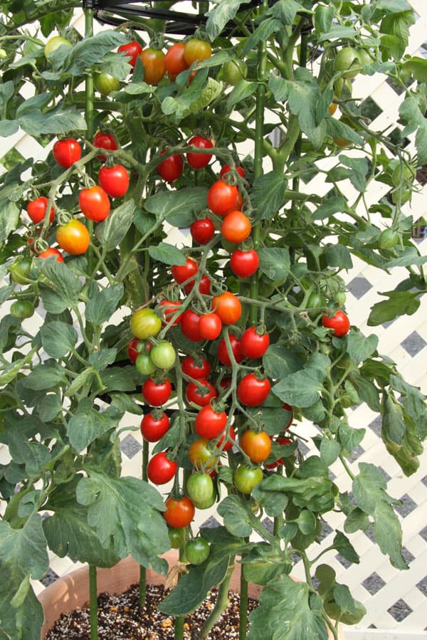 ��ڤ���/[26ǯ4���ͽ��]�ߥ˥ȥޥȡ������٥��奬���ץ�༫����3��ݥå�*