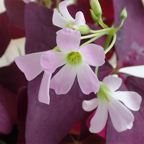 �庬/[26ǯ3���沼��ͽ��]�������ꥹ�ʤϤʤ����Фߡˡ������ 5������