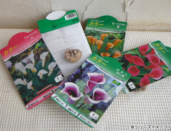 �庬/[26ǯ3���沼��ͽ��]���顼���ֿ� 1������