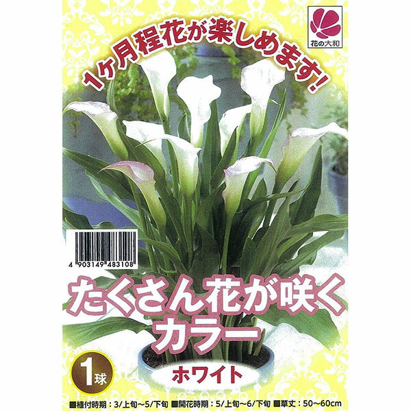 �庬/[26ǯ3���沼��ͽ��]���顼���ۥ磻��1������