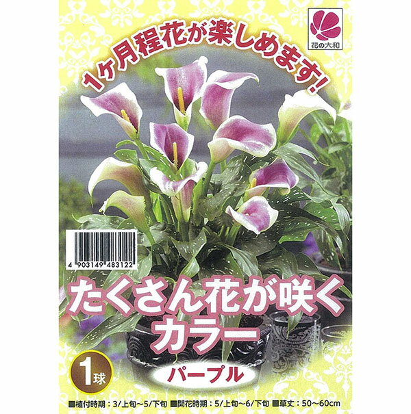 �庬/[26ǯ3���沼��ͽ��]���顼���ѡ��ץ�1������