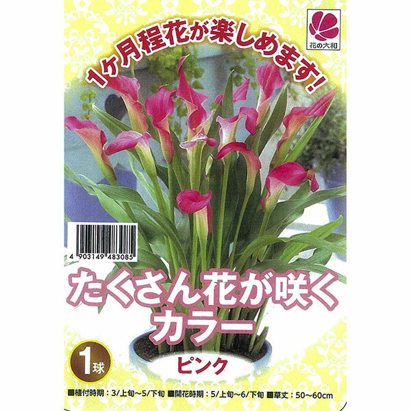 �庬/[26ǯ3���沼��ͽ��]���顼���ԥ�1������