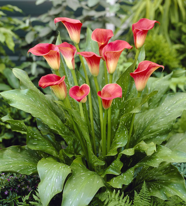 �庬/[26ǯ3���沼��ͽ��]�ϥ��֥�åɥ��顼����åɥ��å��� 1������