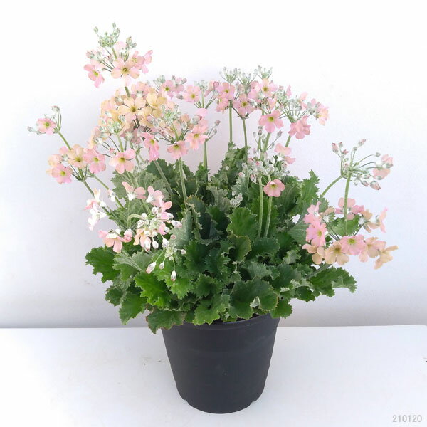 サクラソウ 桜草 の育て方 種まきや植え替えなど正しい時期と方法をご紹介 Kurashi No