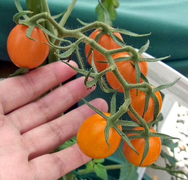 ��ڤ���/[26ǯ4���ͽ��]�ߥ˥ȥޥȡ������٥ߥ饯���å�������3��ݥå�*