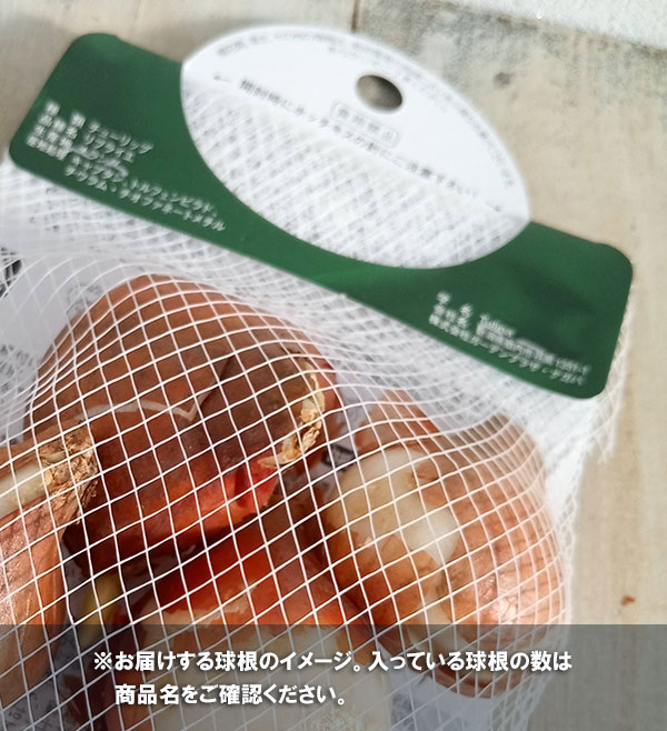 園芸ネット予約店の球根/[26年9月中下旬予約]チューリップ：グラニーアワード4球入り（DL）｜アングル2