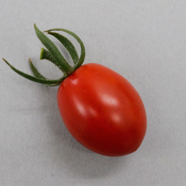 ��ڤ���/[26ǯ4���ͽ��]�ߥ˥ȥޥȡ������٥����ǥ��ɥ��å׼�����3��ݥå�*