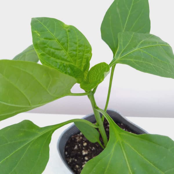 ��ڤ���/[26ǯ4����ͽ��]�ԡ��ޥ󡧤Ȥ󤬤�ѥ������3-3.5��ݥå�[�������Υ��� �̾�Υԡ��ޥ���� ��̣���ʤ������ܥԡ��ޥ� �����Ǥ�������]