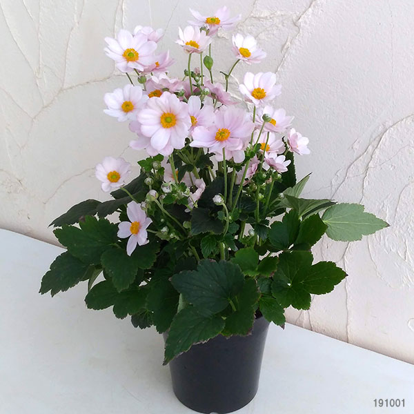 [22年9月中下旬予約]シュウメイギク（秋明菊）：さくらこ5号鉢植え