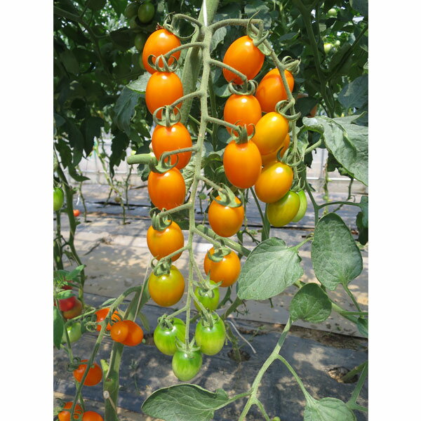 ��ڤ���/[26ǯ4���ͽ��]�ߥ˥ȥޥȡ��㤢�ޥ���󥸼�����3��ݥå�