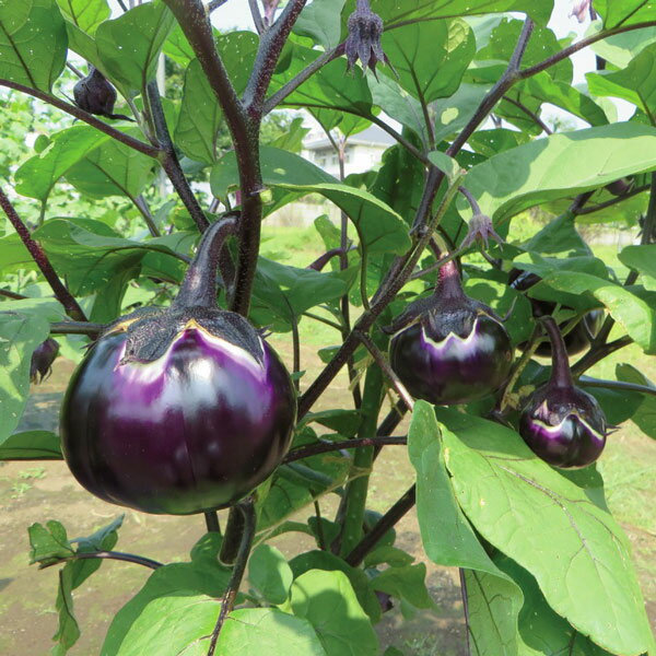 ��ڤ���/[26ǯ4���ͽ��]�ʥ������꡼�ߡ��Ȥ��ʥ�������3��ݥå�