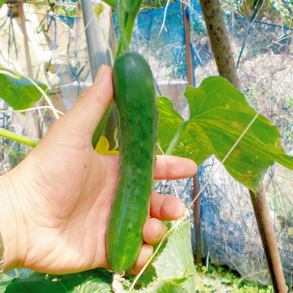 ��ڤ���/[26ǯ4���ͽ��]���奦�ꡧ���ƥ��å��ߥ� ������3��ݥå�