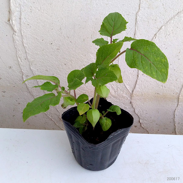 ��ڤ���/[26ǯ4���ͽ��]���ѥۥ����������åץ�٥꡼3-3.5��ݥå�