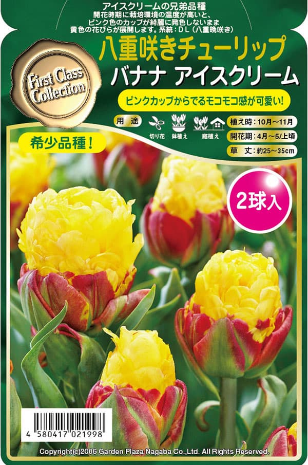 園芸ネット予約店の球根/[26年9月中下旬予約]チューリップ（八重咲き）：バナナアイスクリーム2球入り｜アングル3