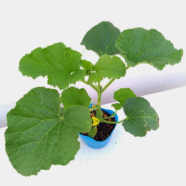 ��ڤ���/[26ǯ4���ͽ��]����󡧥ץ�󥹥���󼫺���3.5��ݥå�