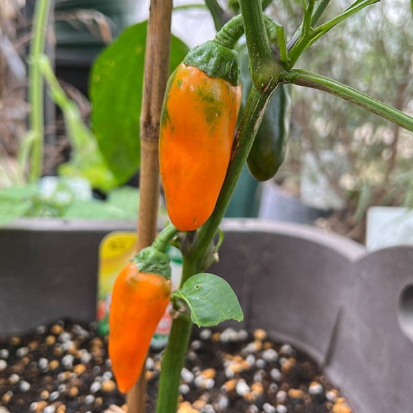 ��ڤ���/[26ǯ4���ͽ��]������ �ѥץꥫ �����������(R)���ʤ��������˼�����3��ݥå�