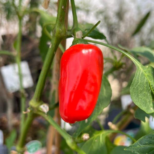 ��ڤ���/[26ǯ4���ͽ��]������ �ѥץꥫ �����������(R)�ȡʤ٤ˡ˼�����3��ݥå�