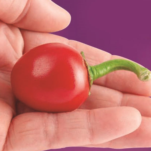 ��ڤ���/[26ǯ4���ͽ��]��ɻ� �ڥڥ��������3��ݥå�