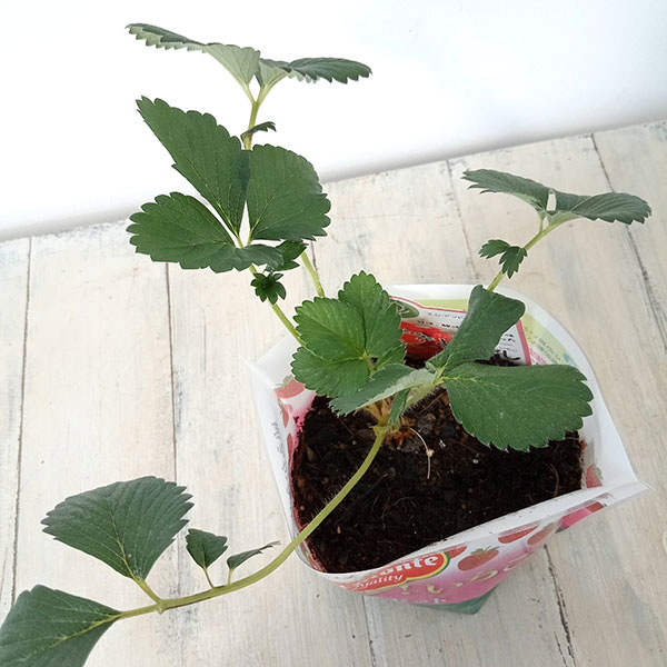 園芸ネット予約店の野菜の苗/[26年9月中下旬予約]めちゃラク！(R)いちご栽培セット｜アングル3