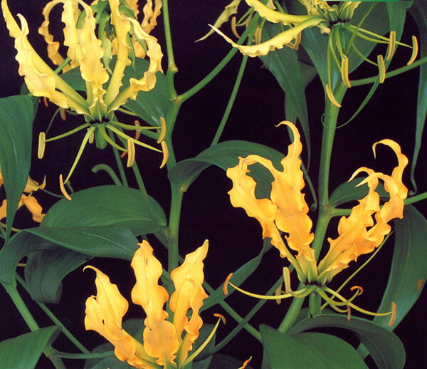 �庬/[26ǯ3���沼��ͽ��]�����ꥪ������ƥ�1������