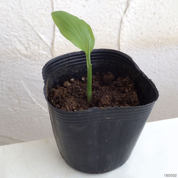 ��ڤ���/[26ǯ4����ͽ��]�ߥ祦���������ܤߤ礦��3.5��ݥå�