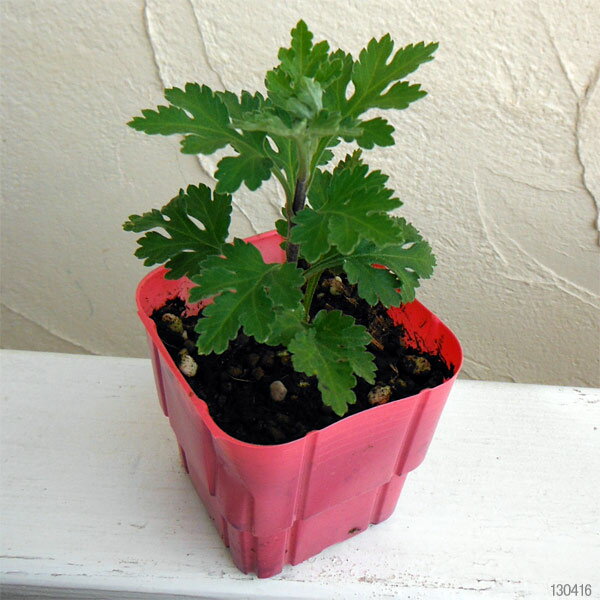 草花の苗/[26年3月中下旬予約]5月咲きカラフル小菊：ニッキー2.5号ポット[5月頃から開花する早咲きキク]