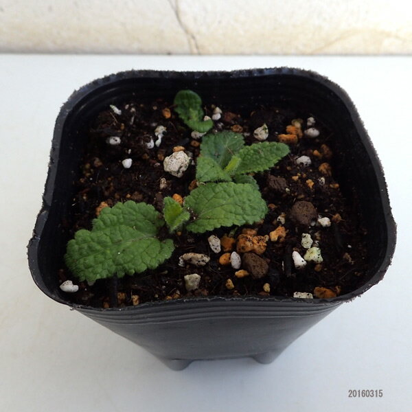 野菜の苗/[送料無料][26年3月中下旬予約]チョロギ3号ポット 24株セット