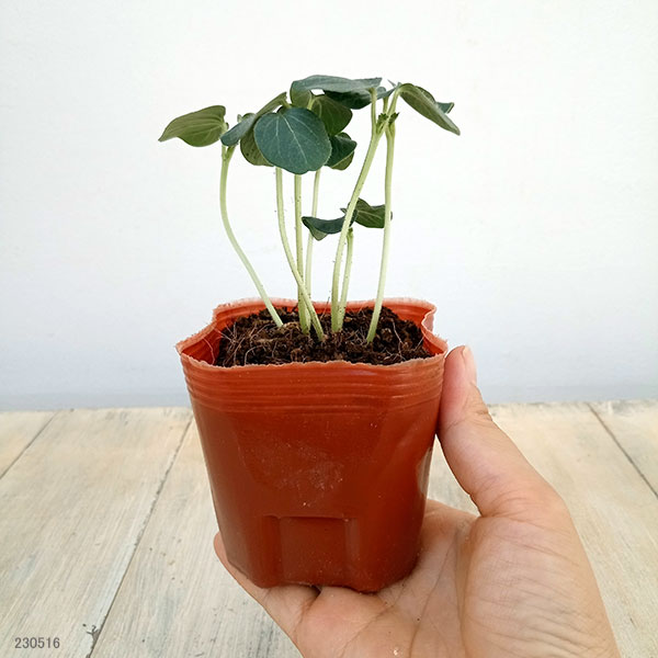 ��ڤ���/[26ǯ4���ͽ��]��������ڥ����顧��ŷ(R)3��ݥåȼ�����