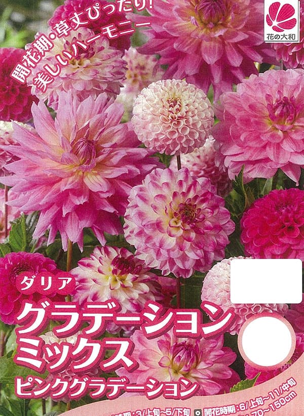 �庬/[26ǯ4����ͽ��]���ꥢ������ǡ������ߥå��� �ԥ󥯥ߥå���5������