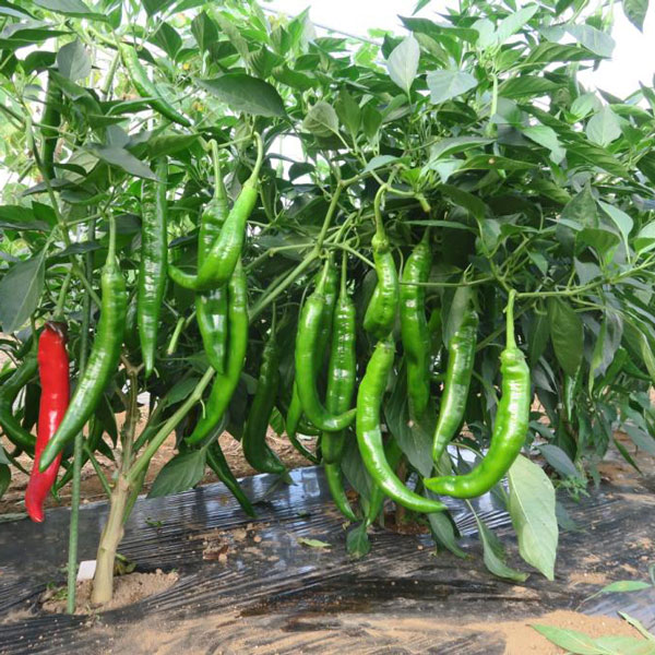 ��ڤ���/[26ǯ4���ͽ��]�Ť����Ȥ�3��ݥå�