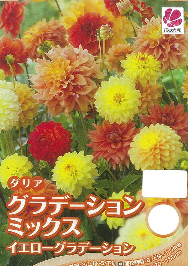 �庬/[26ǯ4����ͽ��]���ꥢ������ǡ������ߥå��� ���������ߥå���5������