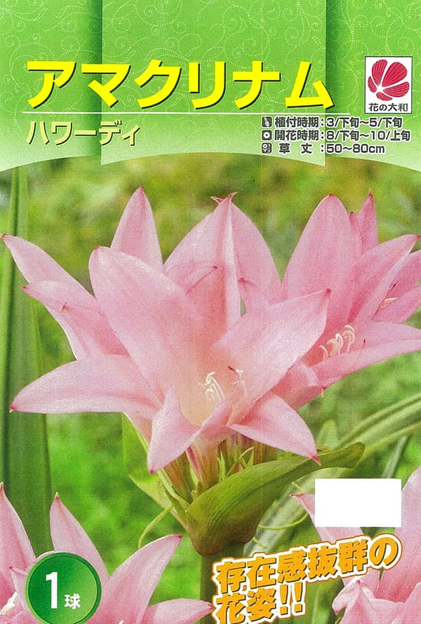 �庬/[26ǯ4����ͽ��]���ޥ���ʥࡧ�ϥ�ǥ���������1������