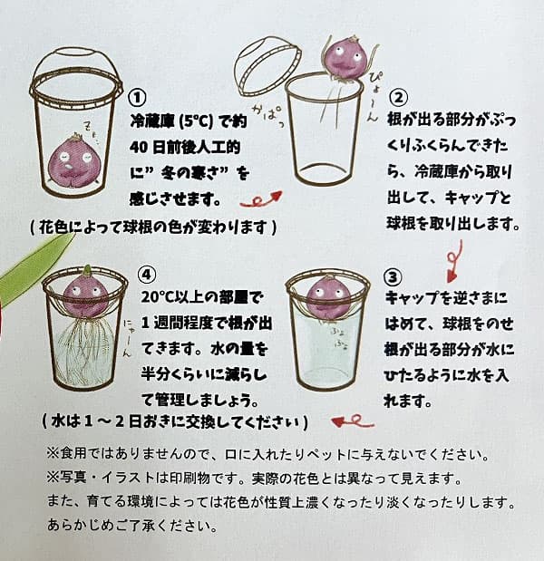 園芸ネット予約店の球根/[26年9月中下旬予約]ヒヤシンスのかんたん水栽培セット・風信子 赤（ジャンボス）｜アングル3