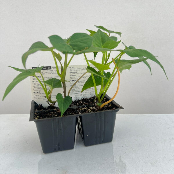 ��ڤ���/[26ǯ4���ͽ��]���ĥޥ��⡧�դ���餵��(PVP)4Ϣ���åȥѥå�