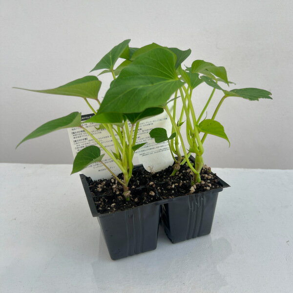 ��ڤ���/[26ǯ4���ͽ��]���ĥޥ��⡧�ϥ������󥹥�����(PVP)4Ϣ���åȥѥå�