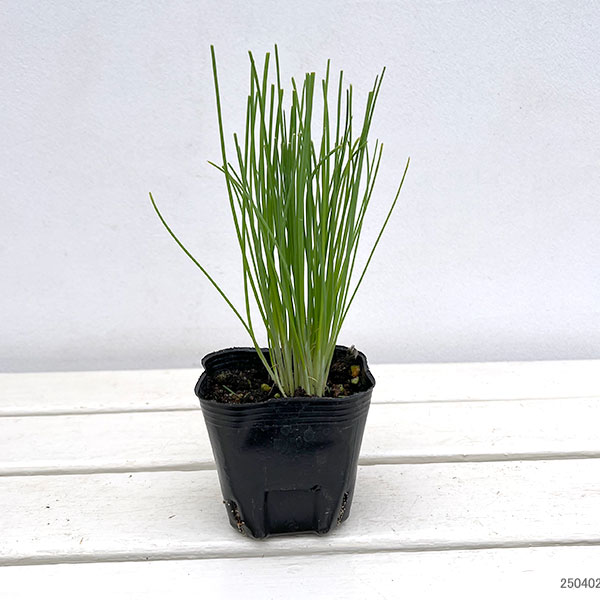 ��ڤ���/[26ǯ4����ͽ��]̵�¾��ͤ�3��ݥå�1�ݥå�