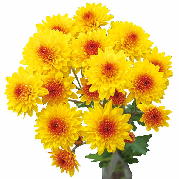 草花の苗/[26年6月中下旬予約]寒菊変わり菊：黄金崎（黄系）2.5号ポット