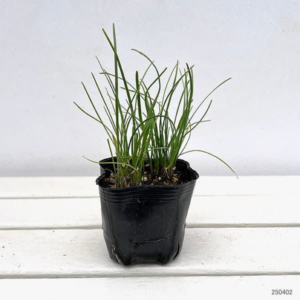 ��ڤ���/[26ǯ4����ͽ��]̵�¤ˤ�3��ݥå�1�ݥå�