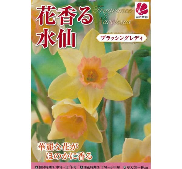 園芸ネット予約店の球根/[26年9月中下旬予約]水仙：ブラッシングレディ2球入り｜アングル2