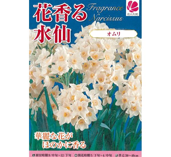 園芸ネット予約店の球根/[26年9月中下旬予約]水仙：オムリ2球入り｜アングル2